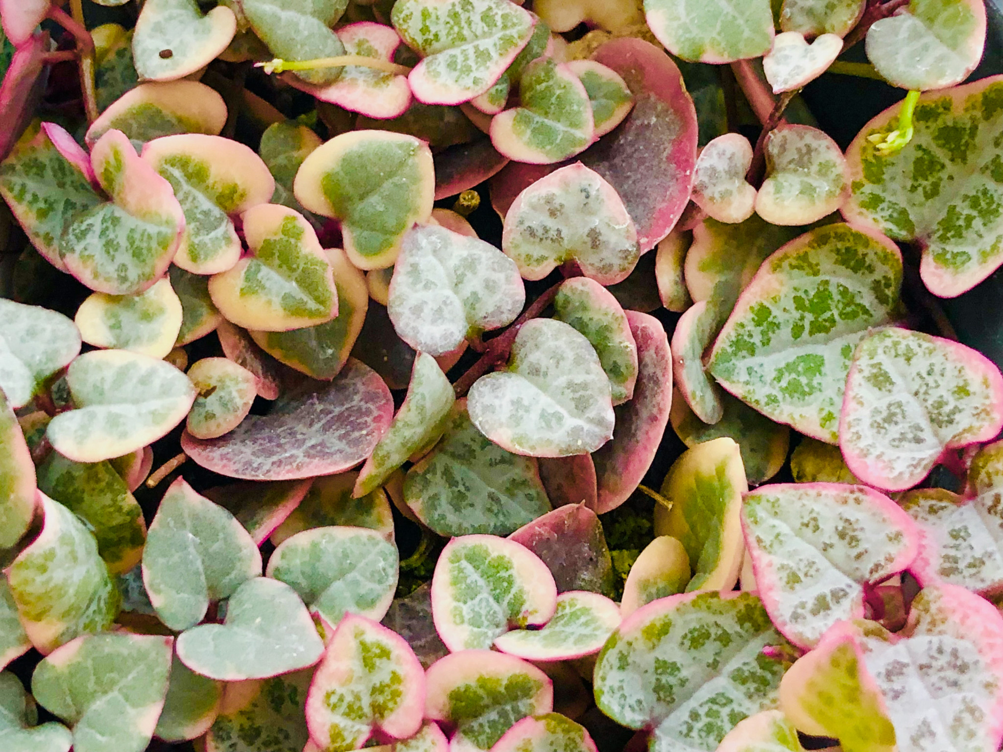 ハートカズラの育て方 | 植物図鑑 | PUKURI（プクリ）