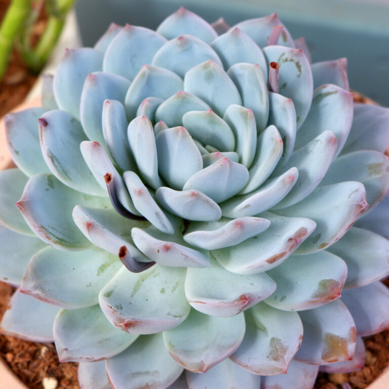 エケベリアの育て方 | 植物図鑑 | PUKURI（プクリ）