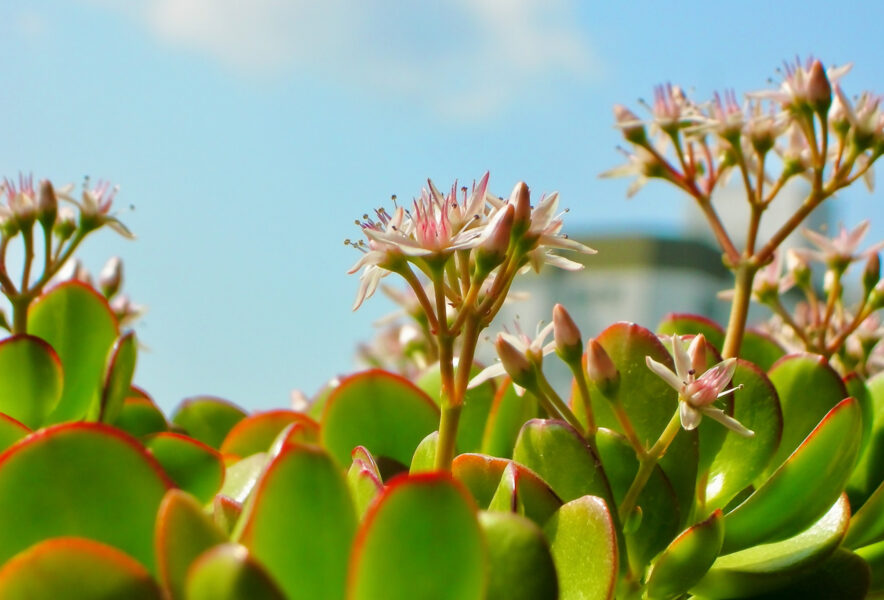 金のなる木（花月）の育て方 | 植物図鑑 | PUKURI（プクリ）