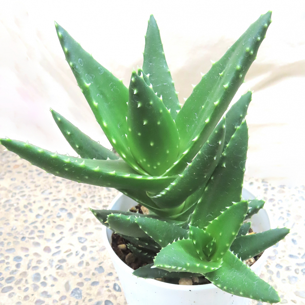 アロエの育て方 植物図鑑 PUKURI(プクリ) アロエの育て方 植物図鑑 PUKURI(プクリ)
