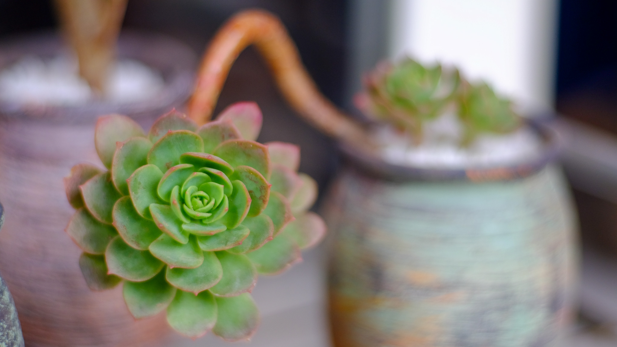 多肉植物が伸びすぎた！徒長の仕立て直しの方法と防ぎ方を解説 | PUKURI（プクリ）